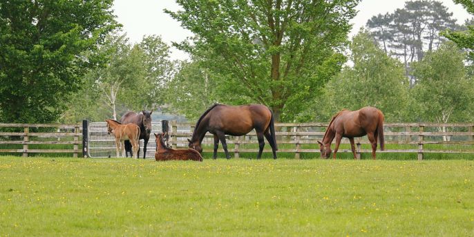 Irish National Stud, Country Kildare