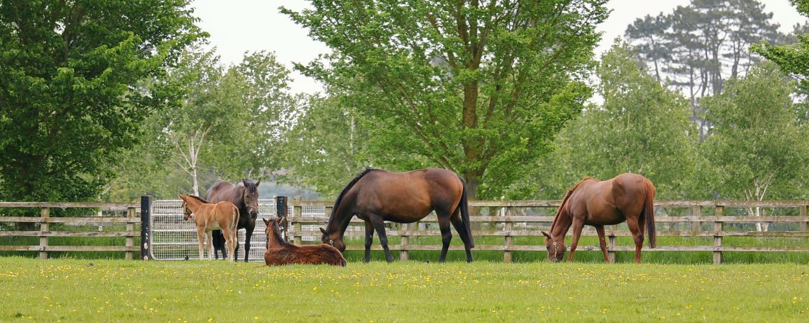 Horses at The Irish National Stud