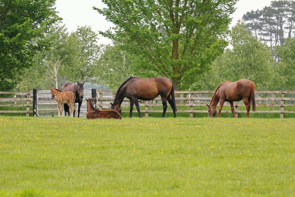 Irish National Stud, County Kildare