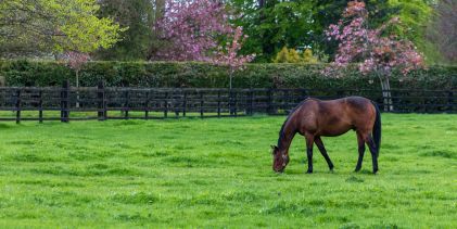 Horses at The Irish National Stud