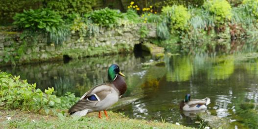 Clare Lake Forest Greenway