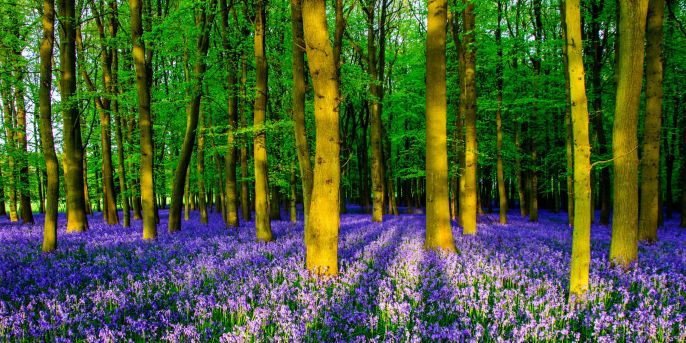 Bluebell Wood, County Roscommon