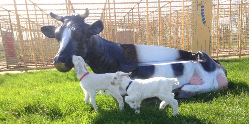 Kia Ora Mini Farm, County Wexford, Ireland