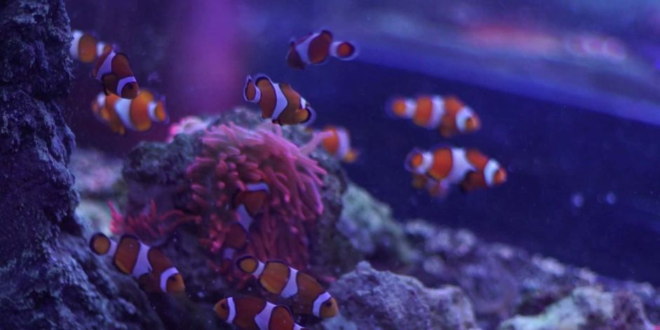 Sea Life, Bray, County Wicklow